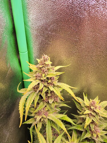 Growreport Bild 5