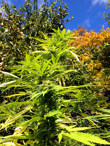 HerbstContest3