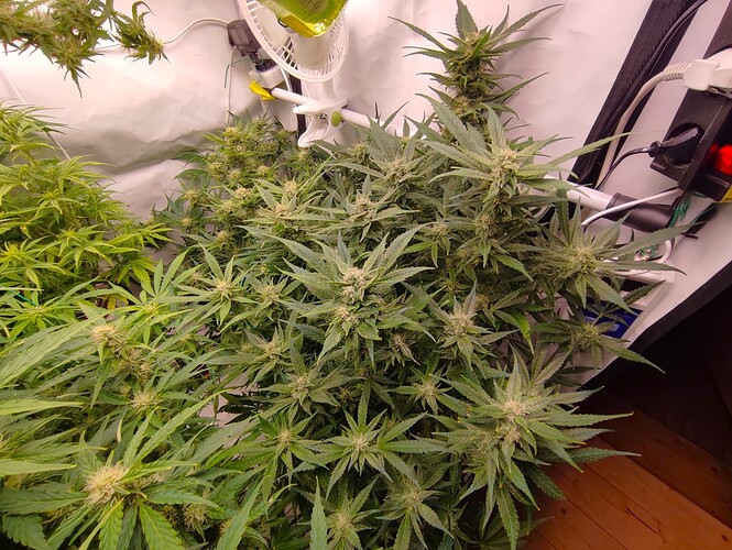 Growreport Bild 86