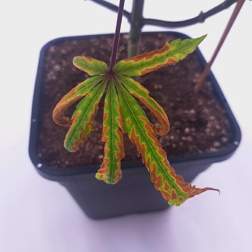 Growreport Bild 52