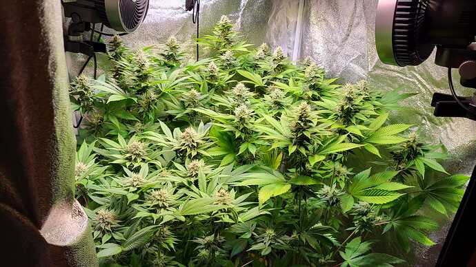 Mehrere blühende Cannabispflanzen in einem Growzelt mit Ventilatoren.