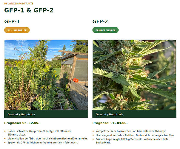 status_gfp