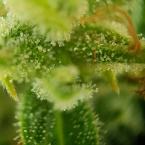 Growreport Bild 9
