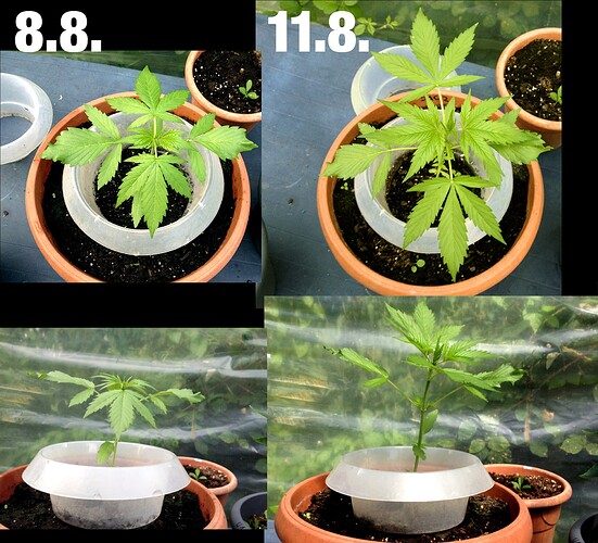 Growreport Bild 36