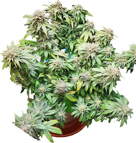 Growreport Bild 12