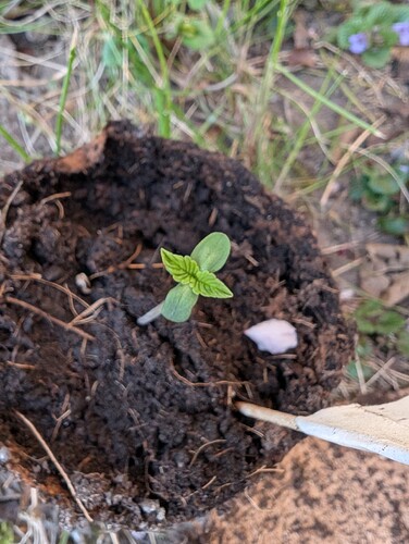 PXL_20250403_165833460.MP