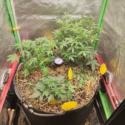 1734309545372