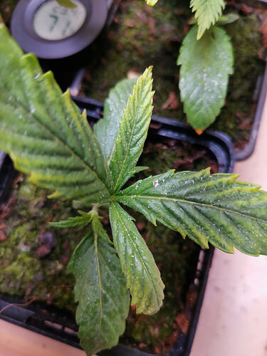Lucky Hemp LT10 (2)
