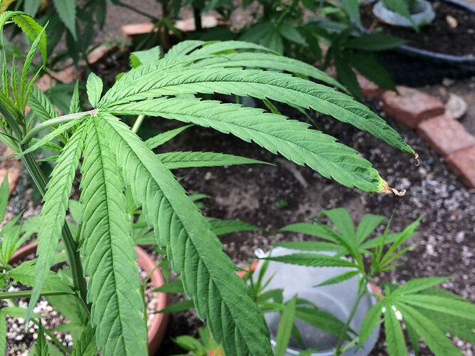 Grow26071913