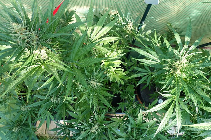 Growreport Bild 7