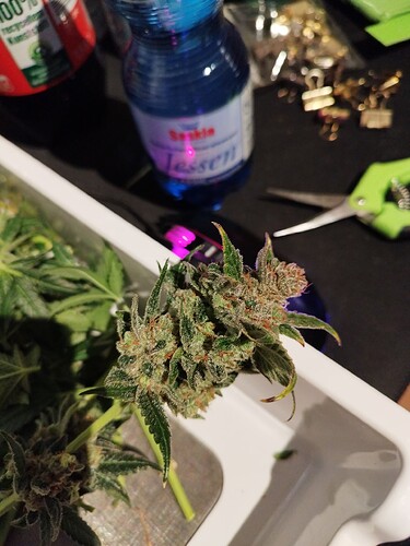 Growreport Bild 38