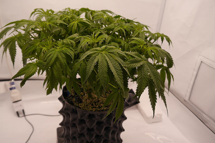 Growreport Bild 2