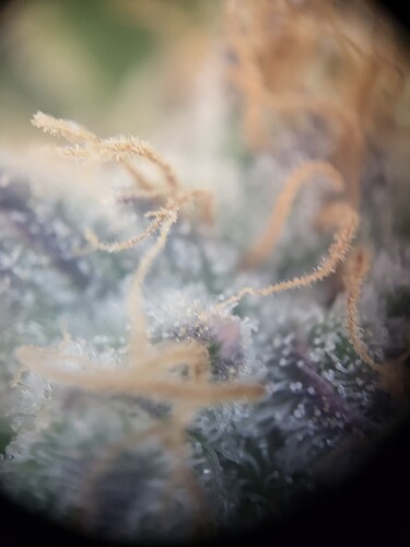 Growreport Bild 7