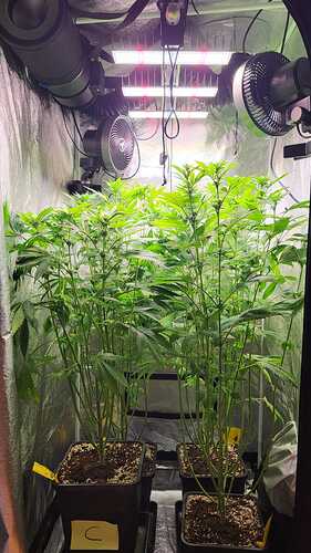 Zwei Cannabispflanzen in einem Growzelt unter LED-Beleuchtung, eine davon mit einem 'C'-Label markiert.