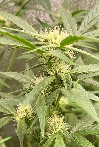 Growreport Bild 1