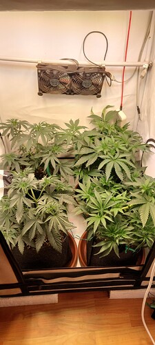 Growreport Bild 1