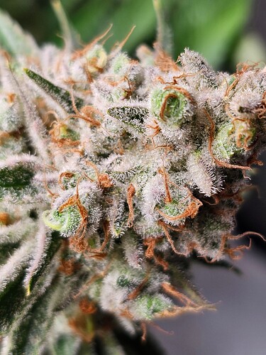 Growreport Bild 1