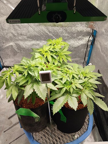 IMG_20241215_183037 - Kopie