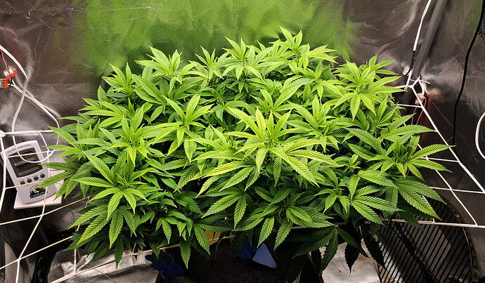 Growreport Bild 1