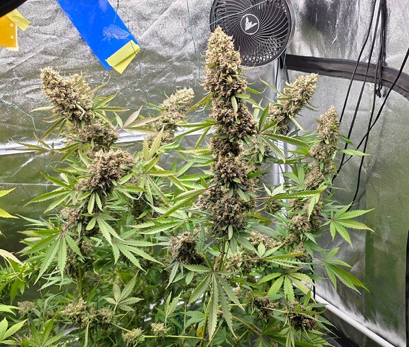 Growreport Bild 49