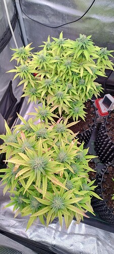 IMG_20251205_003434329_HDR
