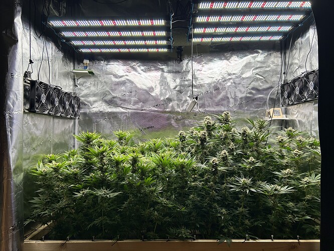 Ein Zelt mit mehreren Cannabis-Pflanzen in der Blütephase, beleuchtet von LED-Wachstumslichtern und belüftet durch mehrere Ventilatoren.