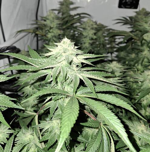 476342656_122166707696293599_5502214287121064086_n