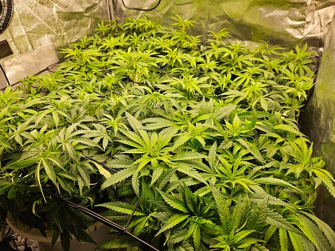 Growreport Bild 4