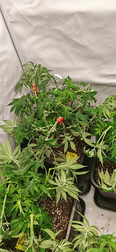 Growreport Bild 14