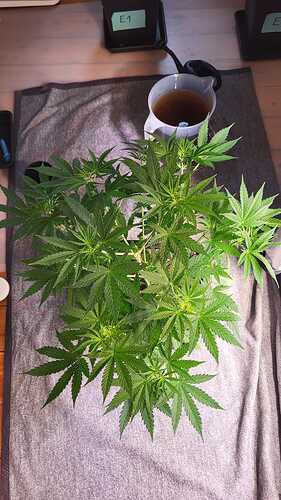 Growreport Bild 6