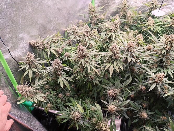 Growreport Bild 24