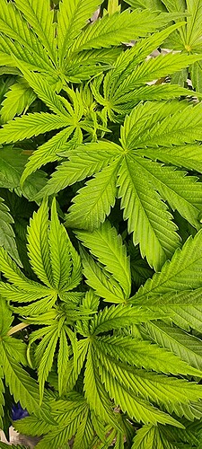 Growreport Bild 15