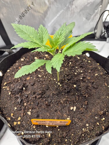 Growreport Bild 3