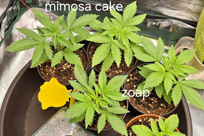 Growreport Bild 1