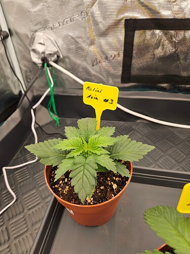 Growreport Bild 42