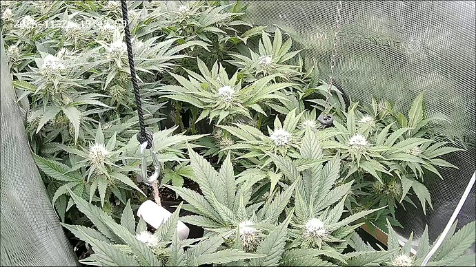 Growreport Bild 7