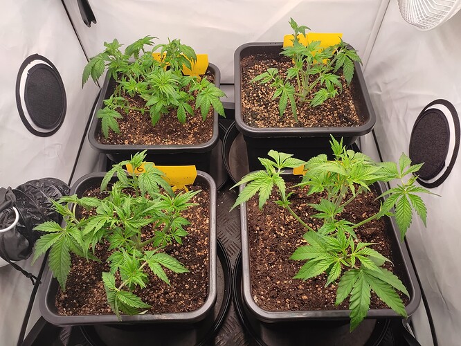 Growreport Bild 19