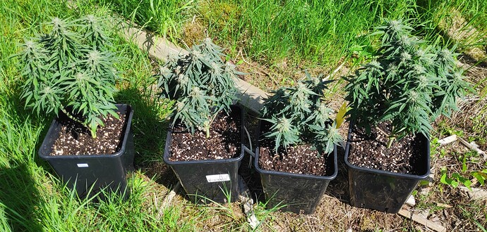 Growreport Bild 1