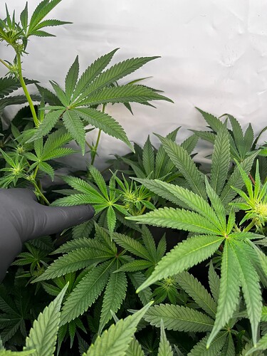 Growreport Bild 9