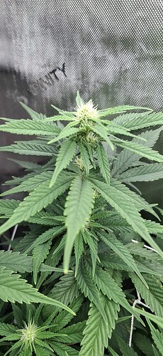 Growreport Bild 2