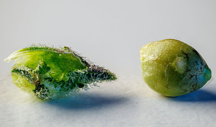 Growreport Bild 1