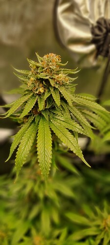 Growreport Bild 42