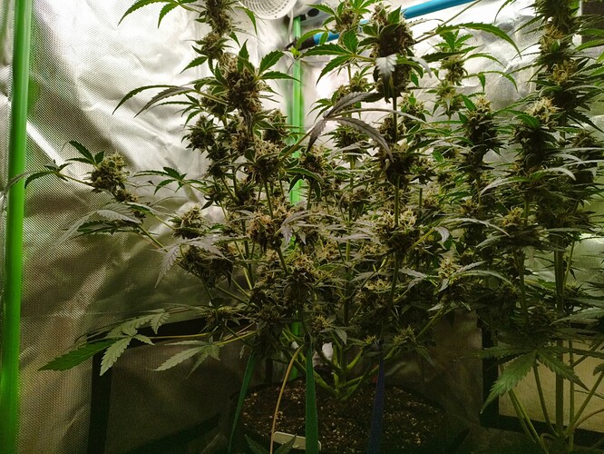 Mehrere Cannabis-Pflanzen in der Blütephase, mit dichten, reifenden Blütenständen und breiten Blättern, die in einem Zelt wachsen.