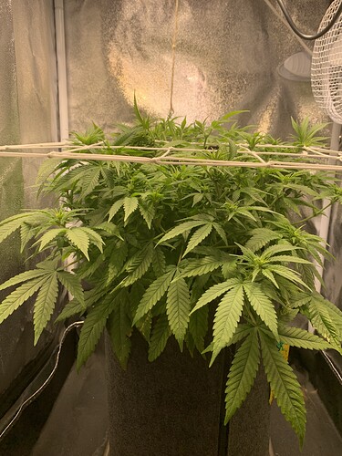 Growreport Bild 1