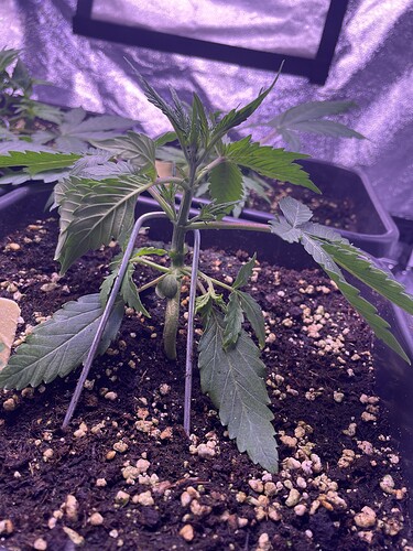 Growreport Bild 8