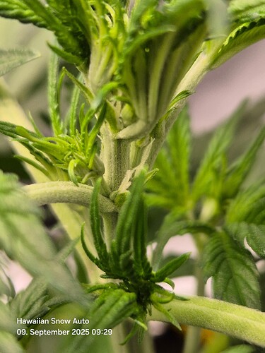 Growreport Bild 1