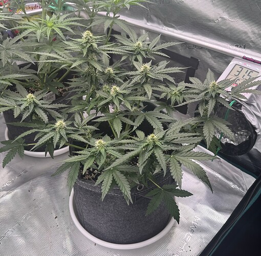 Growreport Bild 20