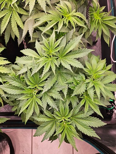 Growreport Bild 2