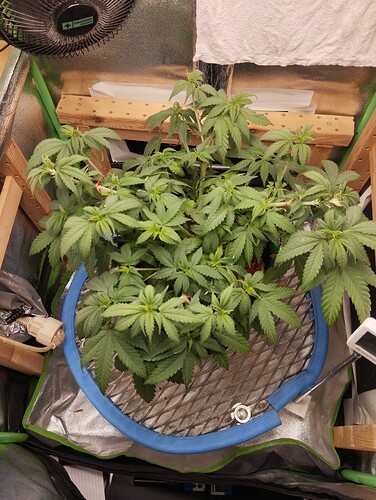 IMG_20241029_173130 - Kopie