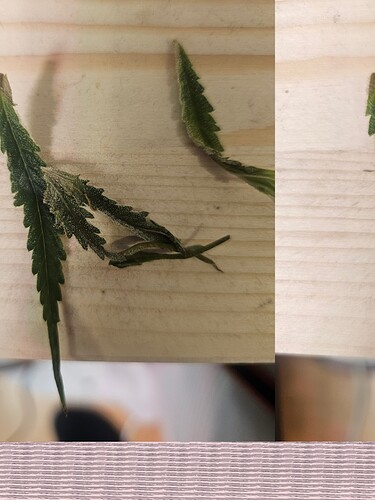Growreport Bild 45